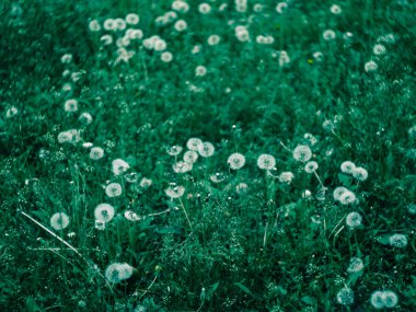 Yaban Karahindiba 'nın yeşil tarlası Yerde bahar çiçekleri