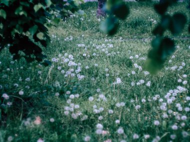 Yaban Karahindiba 'nın yeşil tarlası Yerde bahar çiçekleri