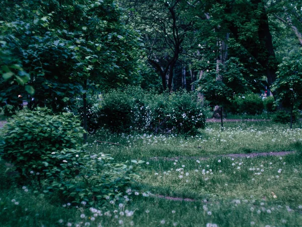 地面に野生のタンポポの春の花と緑のフィールド — ストック写真