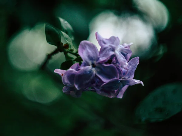 배경으로 꽃피는 아름다운 라일락 로열티 프리 스톡 사진
