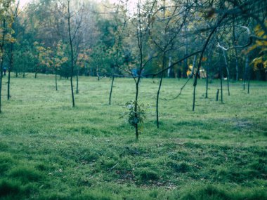 parkta uçan uçurtma