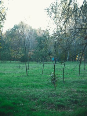 parkta uçan uçurtma