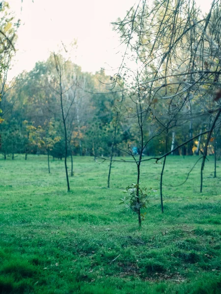 Aquiloni Volanti Nel Parco — Foto Stock