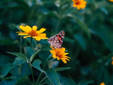 Bir yaz akşamı yeşil yaprakların yanında oturan güzel kelebek.