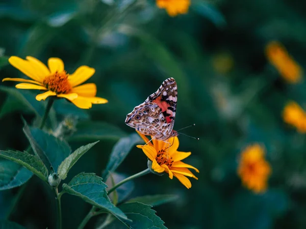 Красивая Бабочка Сидит Цветке Рядом Зелеными Листьями Летний Вечер — стоковое фото