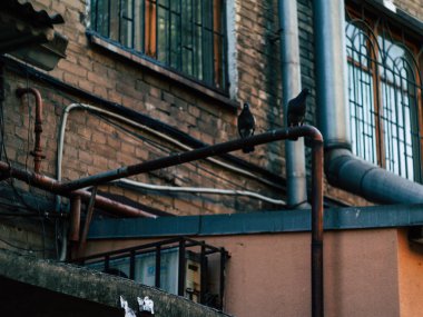 Güzel güvercinler eski bir tuğla binanın karşısında oturuyor.