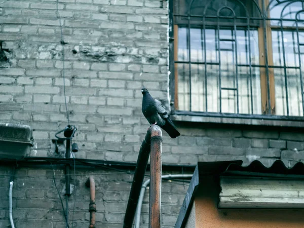 Belos Pombos Sentados Frente Velho Edifício Tijolos — Fotografia de Stock