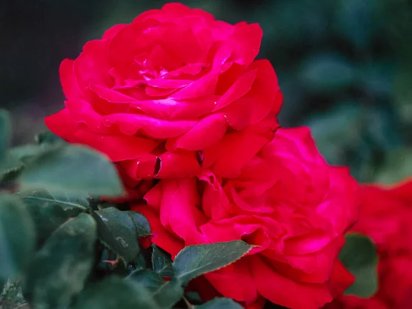 Beautiful Red Rose Street — Stock Photo, Image