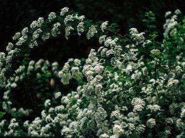 Küçük beyaz çiçeklerin arka planı