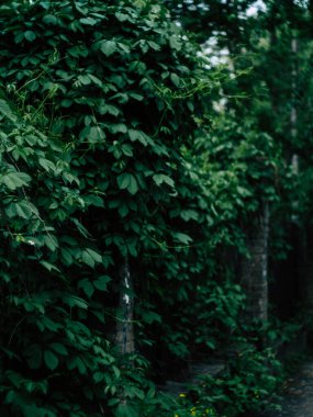 Terk edilmiş arazide çit ve geçit kültürel imajı.