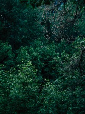 Bir yaz akşamı şehirde büyüyen ağaçlar.