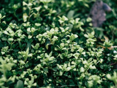 Yeşil yapraklar arka planda ilkbahar yeşil bitkiler parkta taze bir sabah