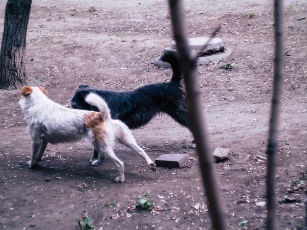 Beatyfull Bílý Pouliční Pes Dívající Kamery Letní Den — Stock fotografie