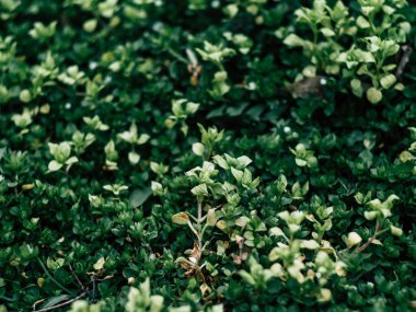 Yeşil yapraklar arka planda ilkbahar yeşil bitkiler parkta taze bir sabah