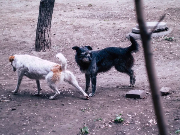 Beatyfull White Street Dog Looking Camera Summer Day — Stock Photo, Image