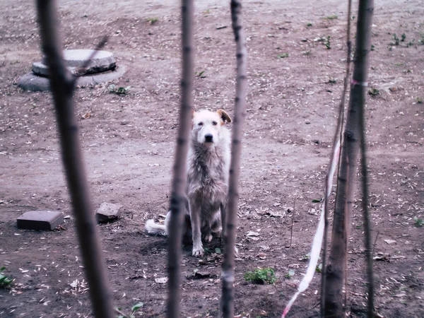 Bir Yaz Günü Kameraya Bakan Bembeyaz Sokak Köpeği — Stok fotoğraf