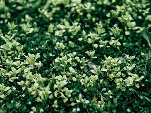 Gröna Blad Vägg Bakgrund Våren Gröna Växter Fräsch Morgon Parken — Stockfoto
