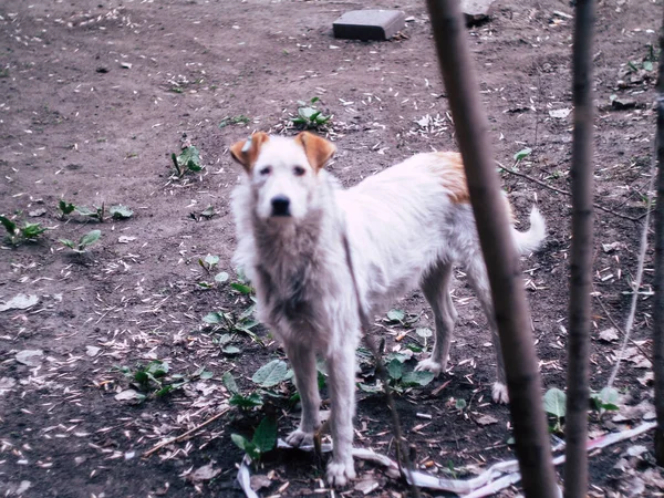 Beatyfull Weißen Straßenhund Blickt Die Kamera Einem Sommertag — Stockfoto