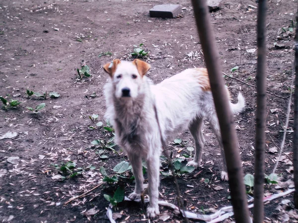 Beatyfull Cão Rua Branco Olhando Para Câmera Dia Verão — Fotografia de Stock