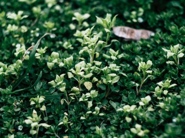 Yeşil yapraklar arka planda ilkbahar yeşil bitkiler parkta taze bir sabah