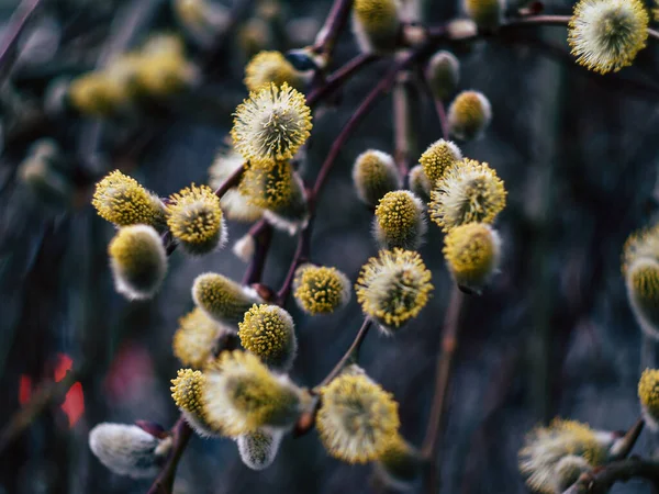 Naturen Vaknar Våren Blommande Pilträd Växer Stadspark Solig Vårdag — Stockfoto