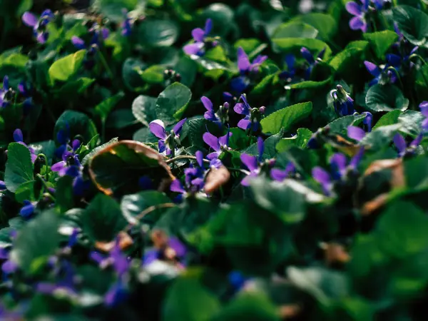 Liten Lila Blomma Och Grönt Blad Bakgrund — Stockfoto