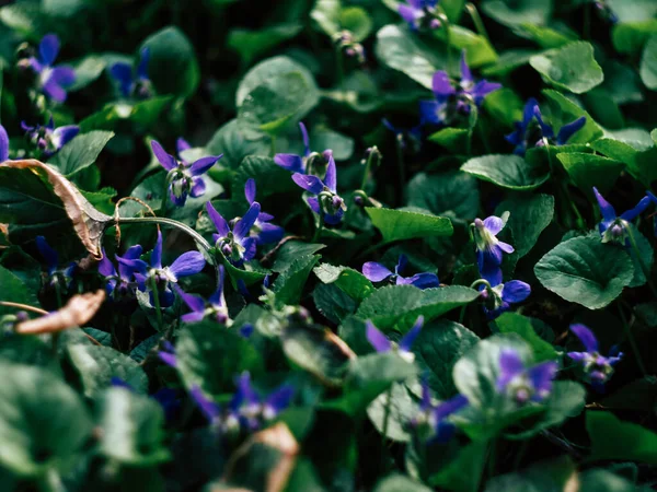 Liten Lila Blomma Och Grönt Blad Bakgrund — Stockfoto