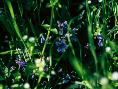 Tarlada yetişen küçük mavi bahar çiçekleri