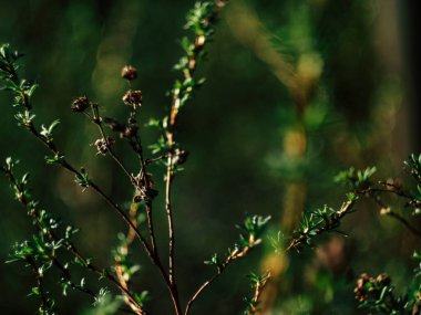 İlkbahar güneşinin altında bir çalılığın yeşil dalları