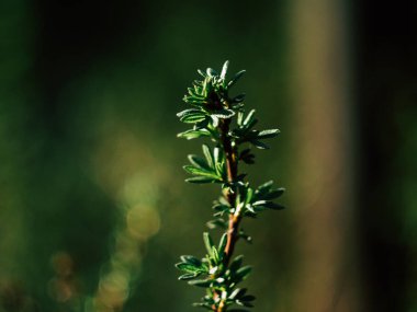 İlkbahar güneşinin altında bir çalılığın yeşil dalları