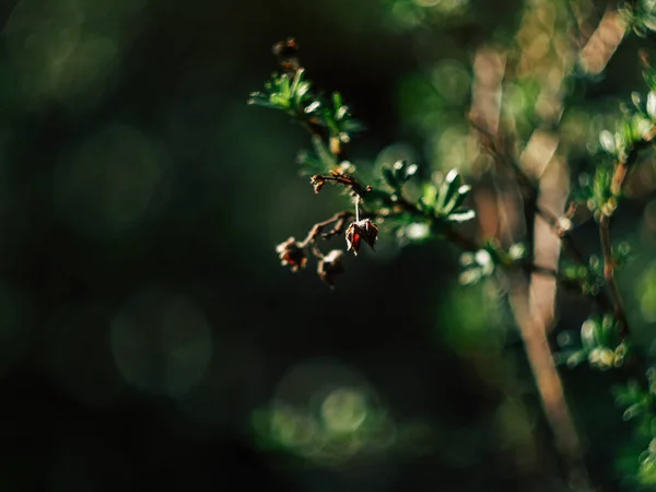 Весенним Солнцем Полные Зеленые Ветки Чаши — стоковое фото