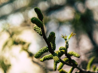 Güzel ağaç tomurcukları İlkbahar günü bir ağaçta büyür