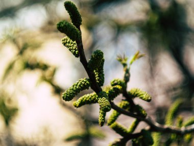Güzel ağaç tomurcukları İlkbahar günü bir ağaçta büyür