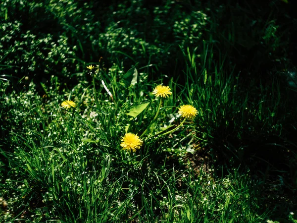Beautyfull Dandelions Parting Green Grass Sunny Spring Morning — Stock Photo, Image