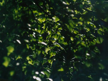 Eski Rus Bahçe Parkı 'nda bahar doğası çiçek açıyor.