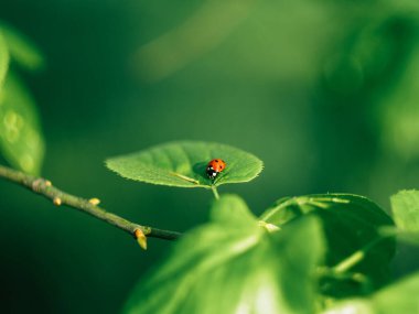 Uğur böceği yeşil yaprakların üzerinde yürüyor. Yumurta ya da yiyecek bulmak için..