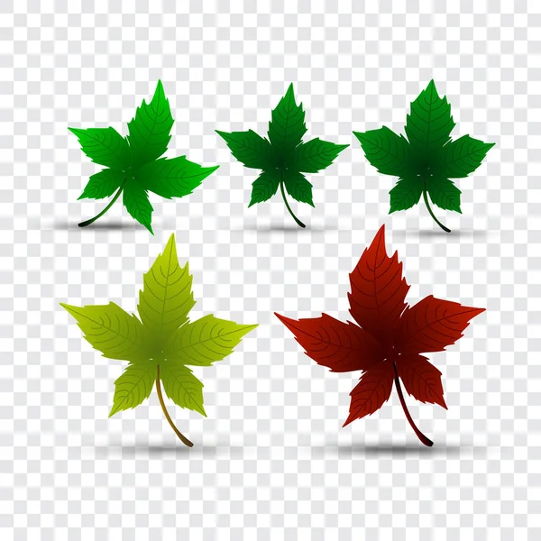 Vector illustration of set colorful walnut plant, chestnuts, Autumn leaves. — 스톡 벡터