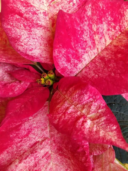 Blommor och rosa kronblad av en poinsetiahybrid. Panorama. Bakgrundsstruktur — Stockfoto