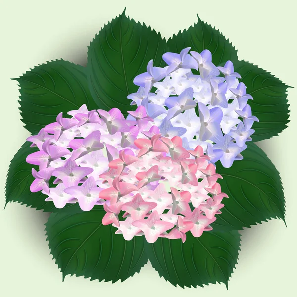Hortensia, akvarell, blommor, gratulationskort, bukett vektor — Stock vektor