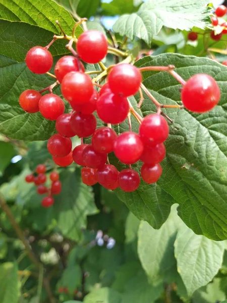 Röd Viburnum Gren Trädgården Viburnum Viburnum Opulus Bär Och Lämnar — Stockfoto