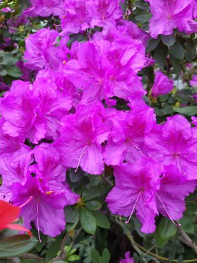 Rododendron leylak çiçekleri çiçek açar.