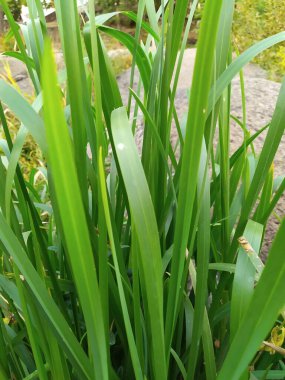 Yeşil çimen doğal arkaplan dokusu, arka plan için çimen