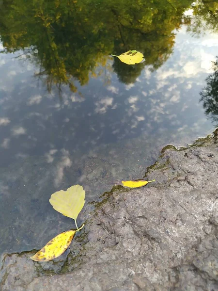 Nehir doğası tasarımı arka planında sonbahar izni — Stok fotoğraf