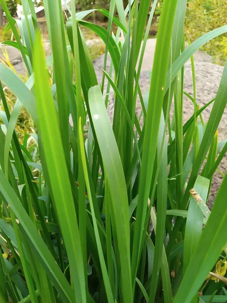 Yeşil çimen doğal arkaplan dokusu, arka plan için çimen