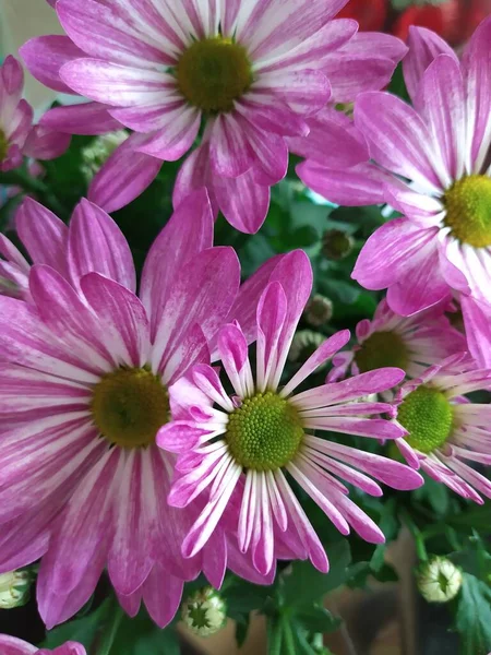 Colorful pink purple chrysanthemum pattern in flowers park. Cluster of pink purple chrysanthemum flowers.