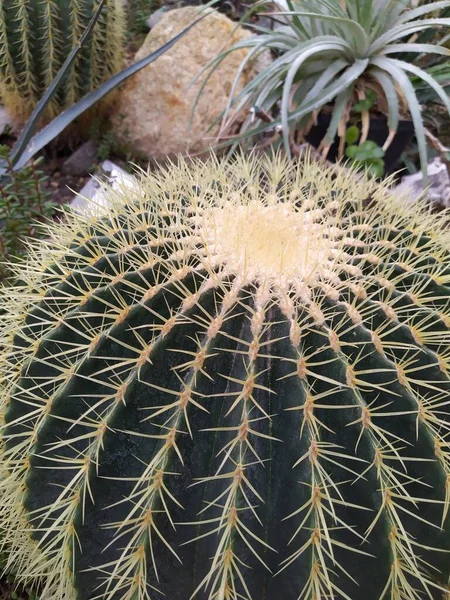 Kaktus i öken botaniska trädgård grön grupp — Stockfoto