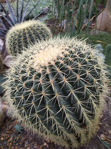 Kaktus i öken botaniska trädgård grön grupp — Stockfoto