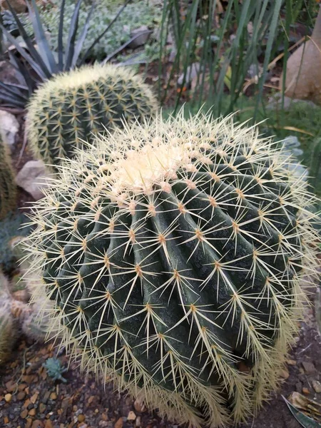 Kaktus i öken botaniska trädgård grön grupp — Stockfoto