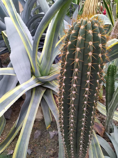 Olika kaktus i ett glas växthus för skydd i Botaniska trädgården i staden Kiev — Stockfoto