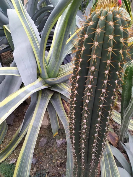 Olika kaktus i ett glas växthus för skydd i Botaniska trädgården i staden Kiev — Stockfoto